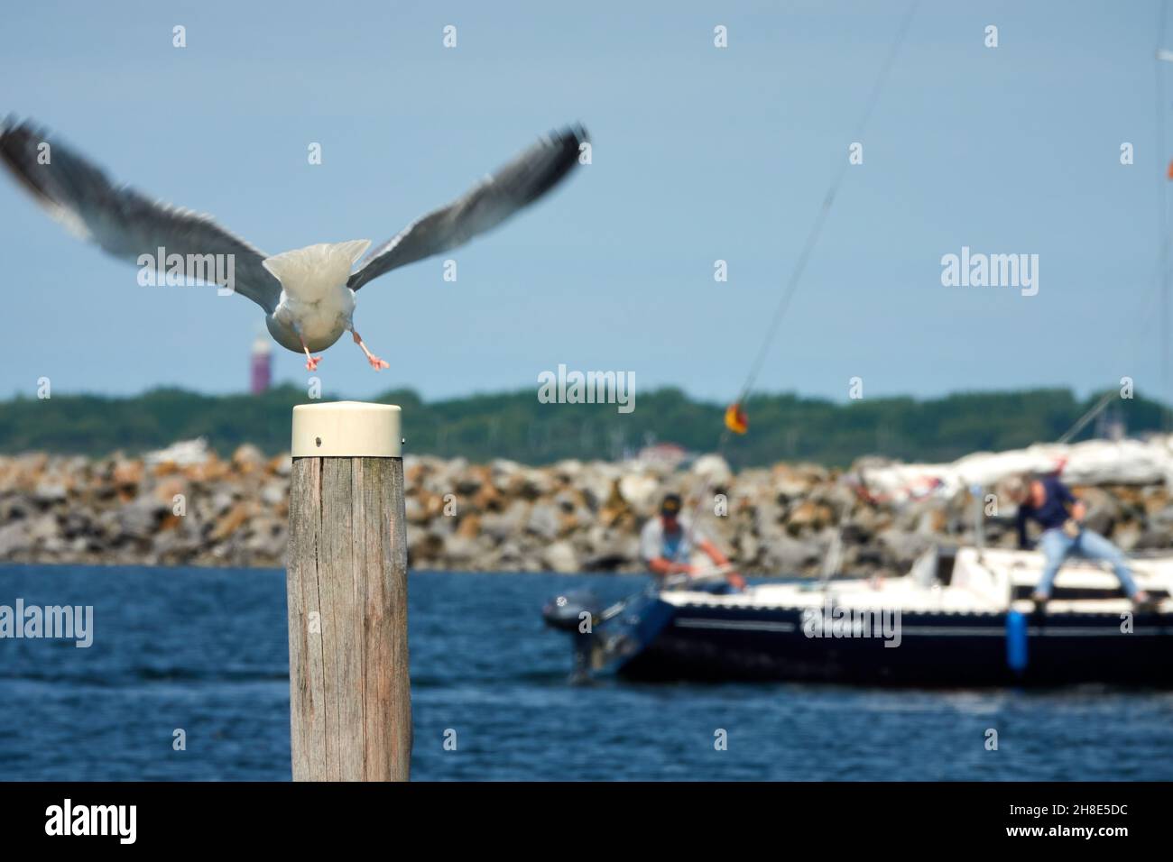 Seagull vola su albero, sullo sfondo barca a vela fuori fuoco. Den Osse, Paesi Bassi. Foto Stock