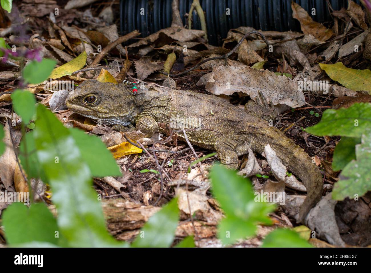 Tuatara (Sphenodon punctatus), una specie endemica nativa di rettile in Nuova Zelanda, presa in Zealandia Foto Stock