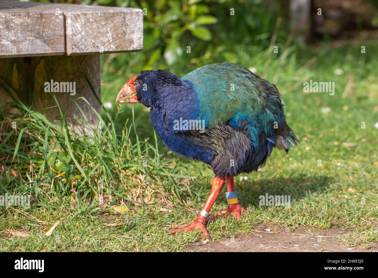 Takahe (Porphyrio hochstetteri), un uccello native endemico senza luce della Nuova zelanda, preso in Zealandia Foto Stock