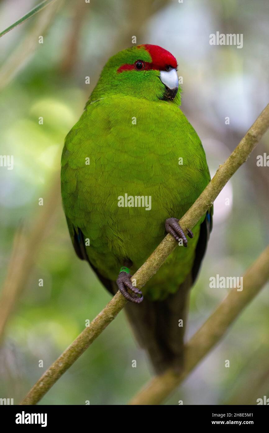 Un parakeets rosso coronato (Kākāriki) arroccato su un ramo a Zealandia, Wellington, Nuova Zelanda Foto Stock