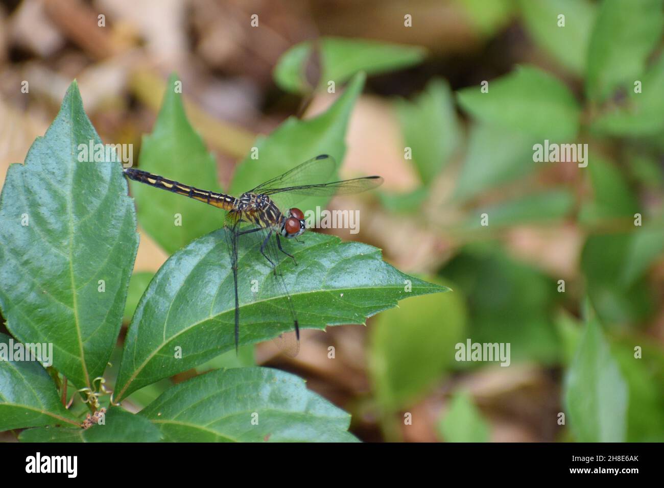 Primo piano di una grande libellula con ali trasparenti e occhi composti. Foto Stock