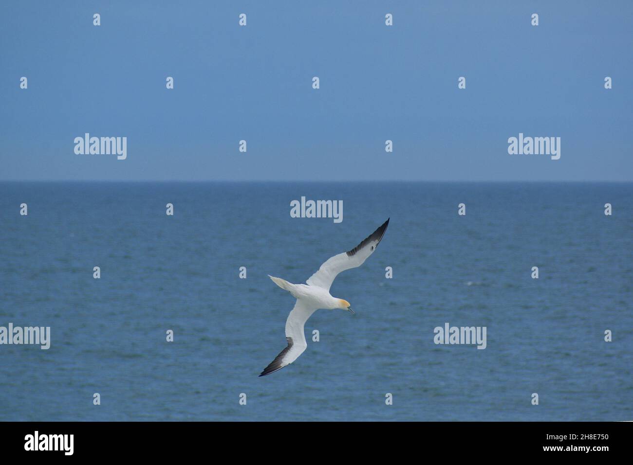 Una Gannet con le punte dell'ala nera e una testa gialla si prepara ad immergersi nell'Atlantico al largo della costa della Florida centrale, Stati Uniti. Foto Stock