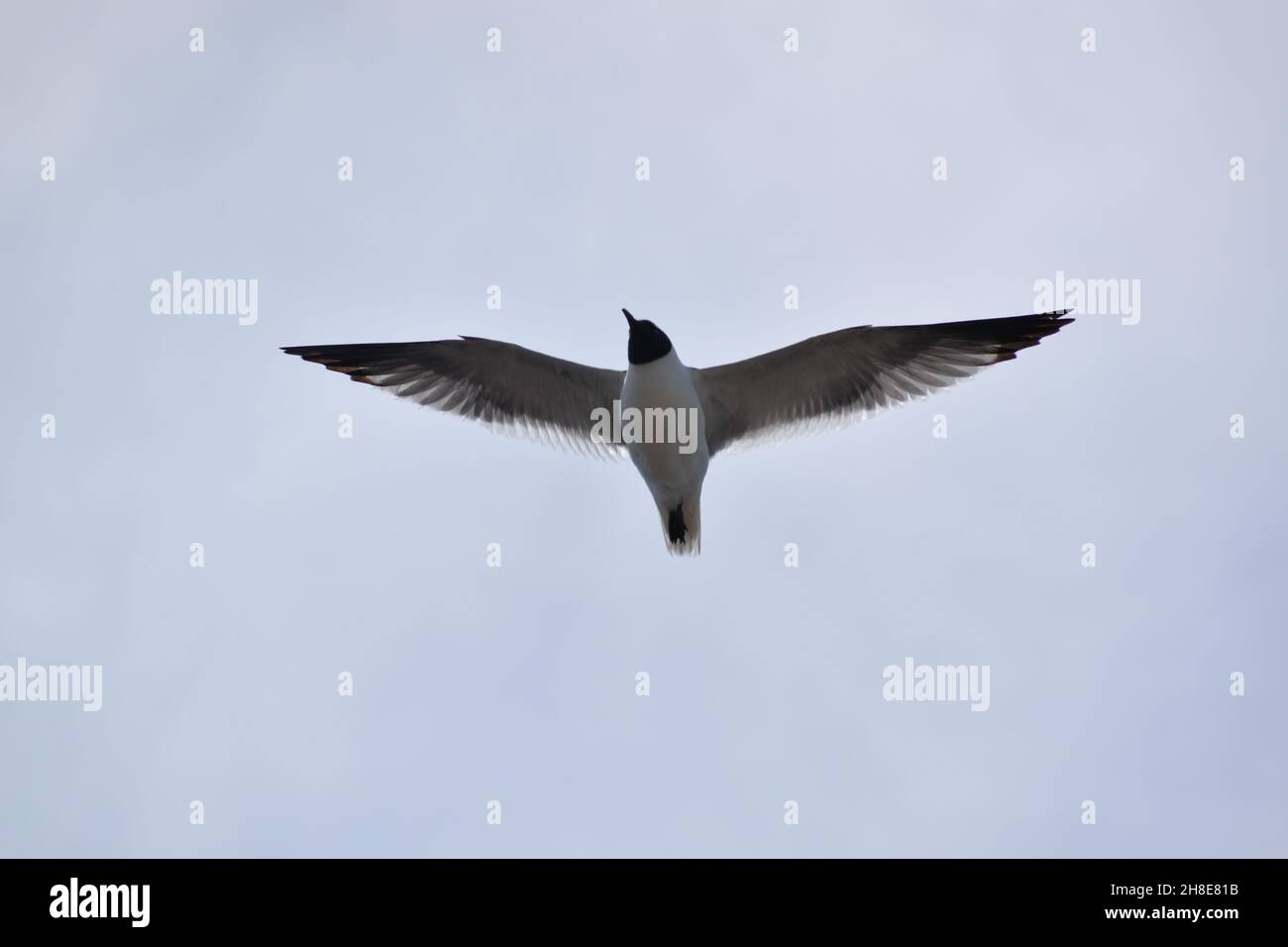 Un gabbiano di Laughing si aggira in alto. Foto Stock