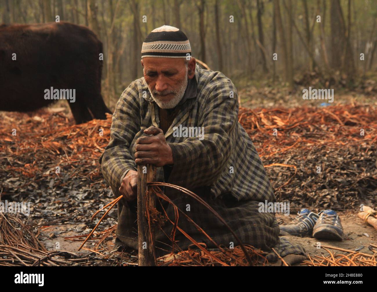 Gli abitanti del villaggio di Kashmiri sbucciano la pelle dei bastoncini di vimini alla periferia di Srinagar. Il vimini è usato per fare i fuochi d'artificio tradizionali denominati kangri in kashmir. Il Kashmiris usa questi fuochi d'artificio tradizionali per mantenersi caldi durante i mesi invernali severi quando la temperatura scola così basso come meno 20. Kangri è fatto di argilla e rametti in cui carbone caldo è tenuto. Kashmir. India. Foto Stock