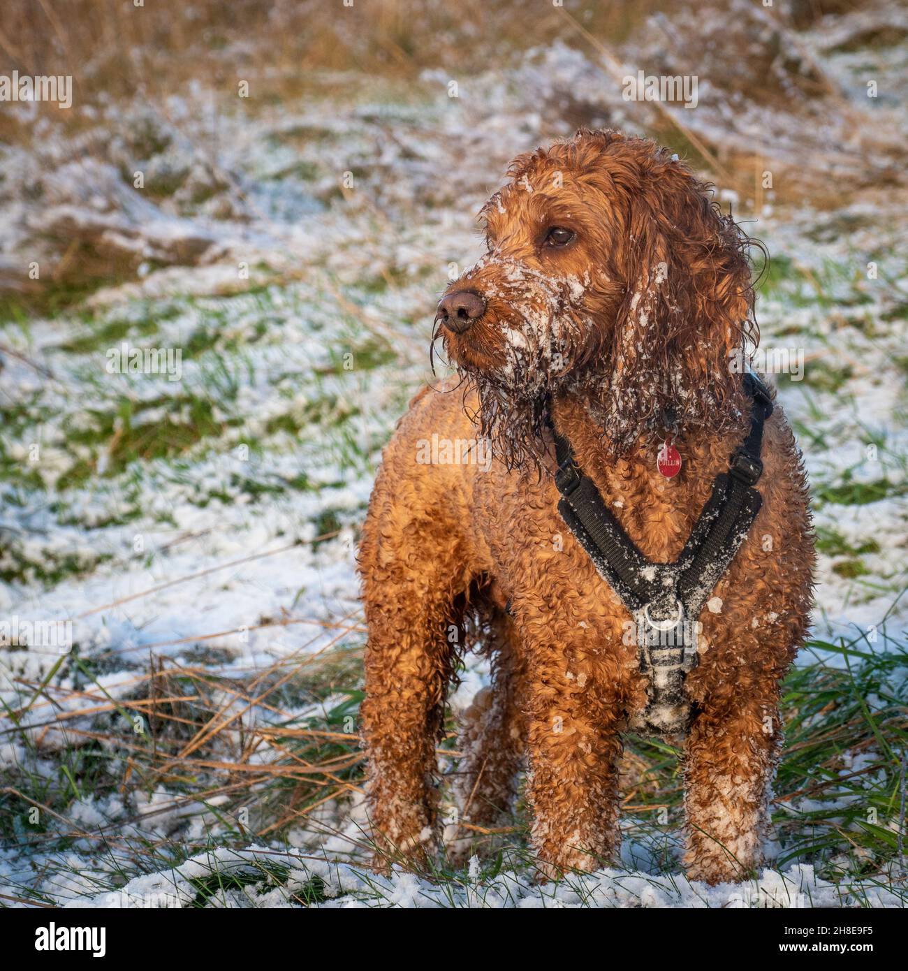 Cockapoo cane in attesa sul proprietario con il suo volto coperto di neve durante una passeggiata in campagna Foto Stock