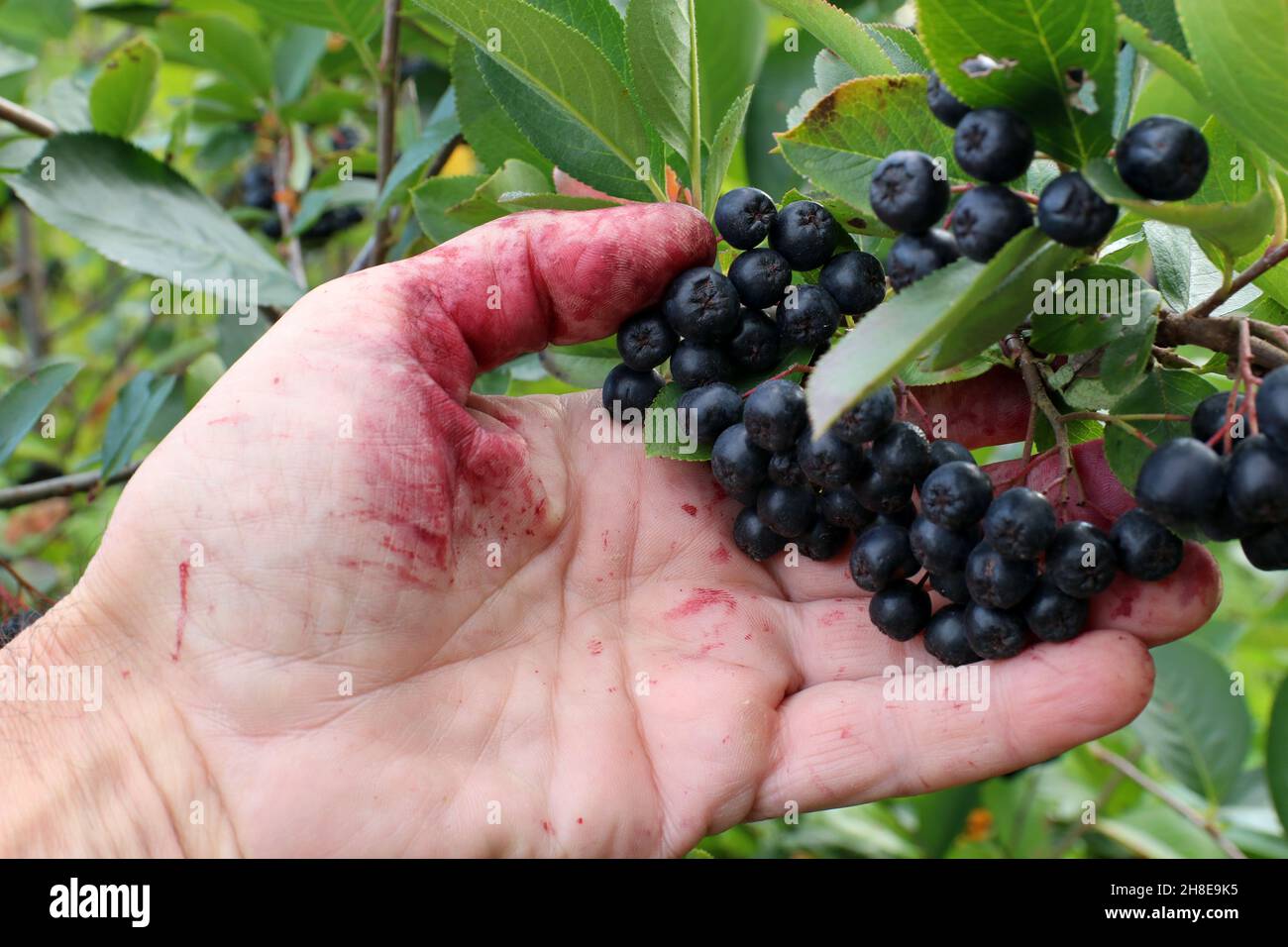 Raccolta di chokeberry. Diramazione con bacche di chokeberry in mano. Foto Stock