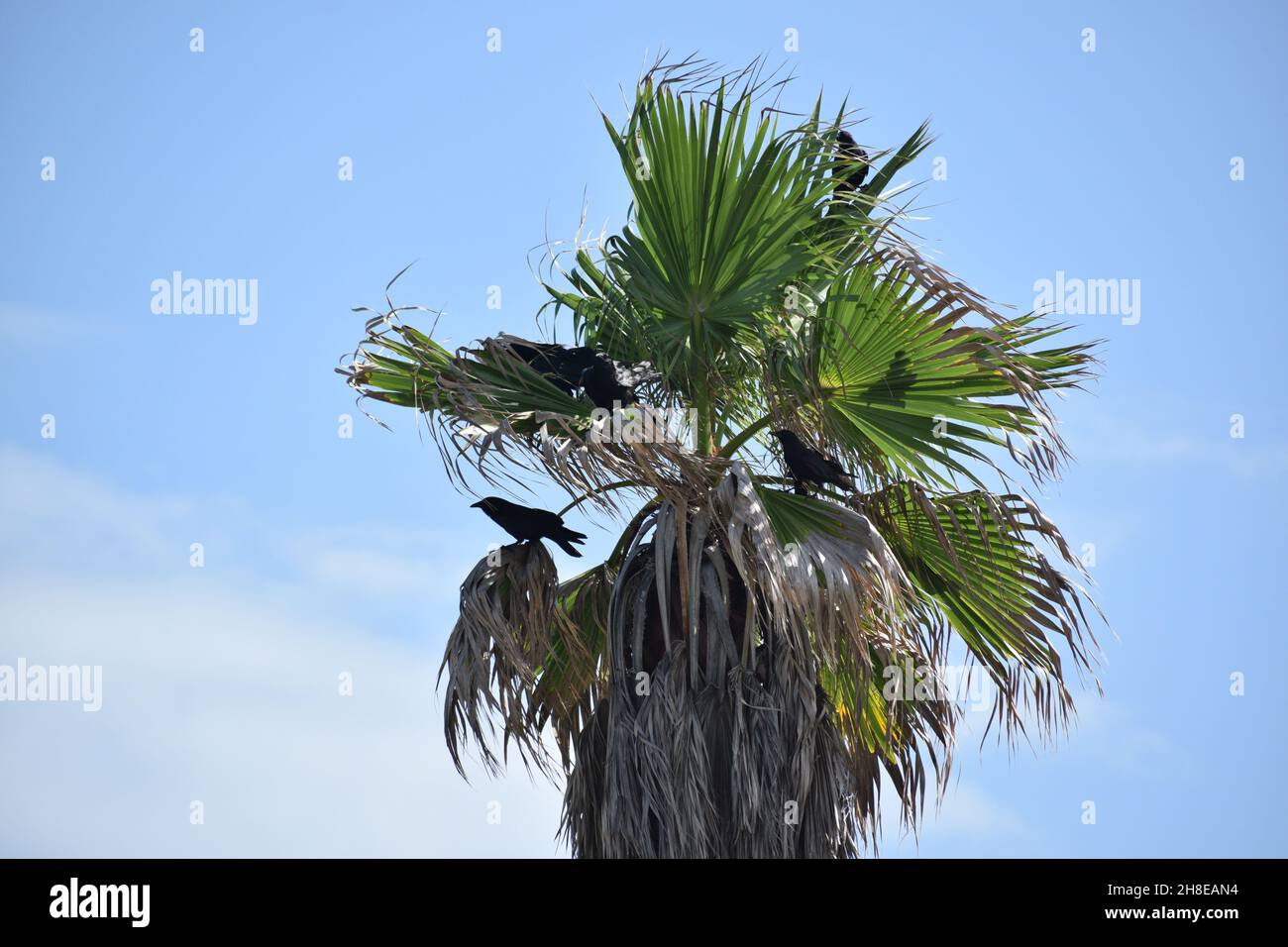 I corvi si raccolgono nella parte superiore di una palma. Foto Stock