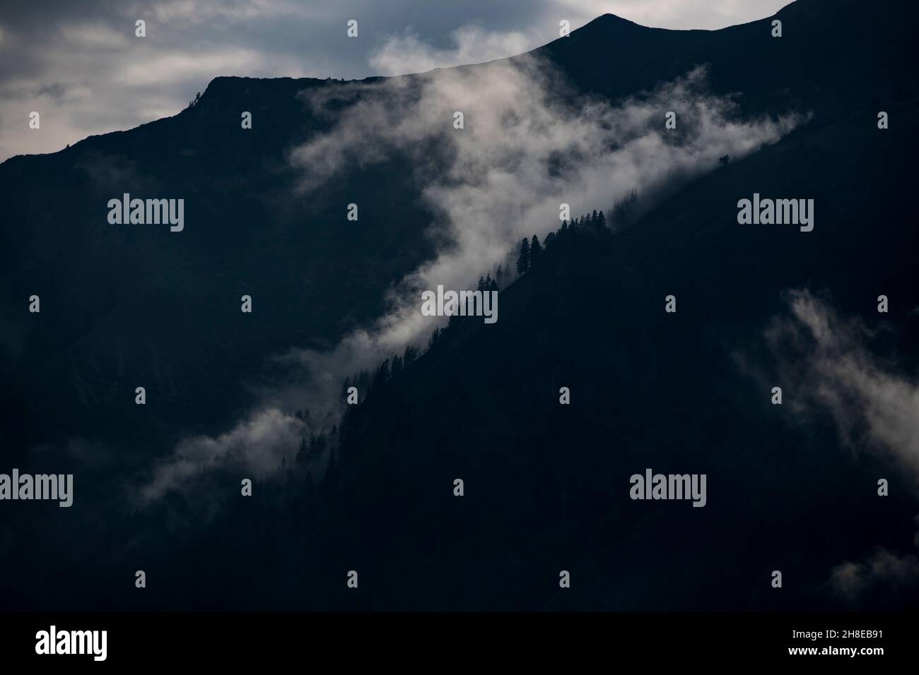 Wald Natur in den Bergen um den Achensee Foto Stock