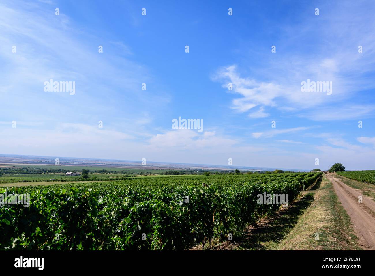 Fila con grandi piante con molte uve biologiche mature e foglie verdi in vigna in una giornata di sole autunno Foto Stock