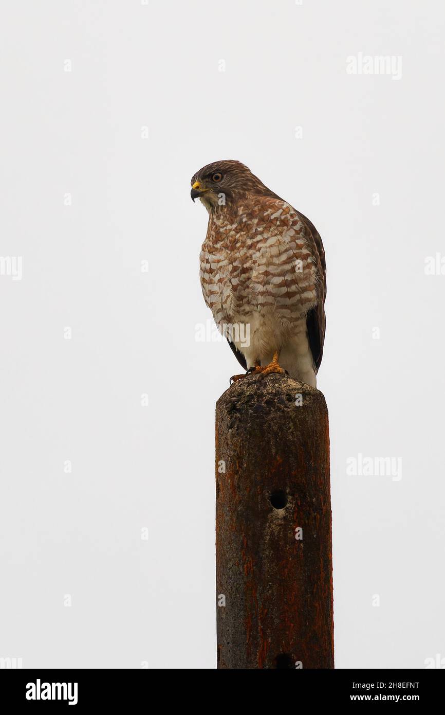 Hawk ad ala larga - Buteo platypterus seduto sul palo, uccello di medie dimensioni di preda, distribuito sopra il Nord America, migrano da sud all'inverno nel Foto Stock