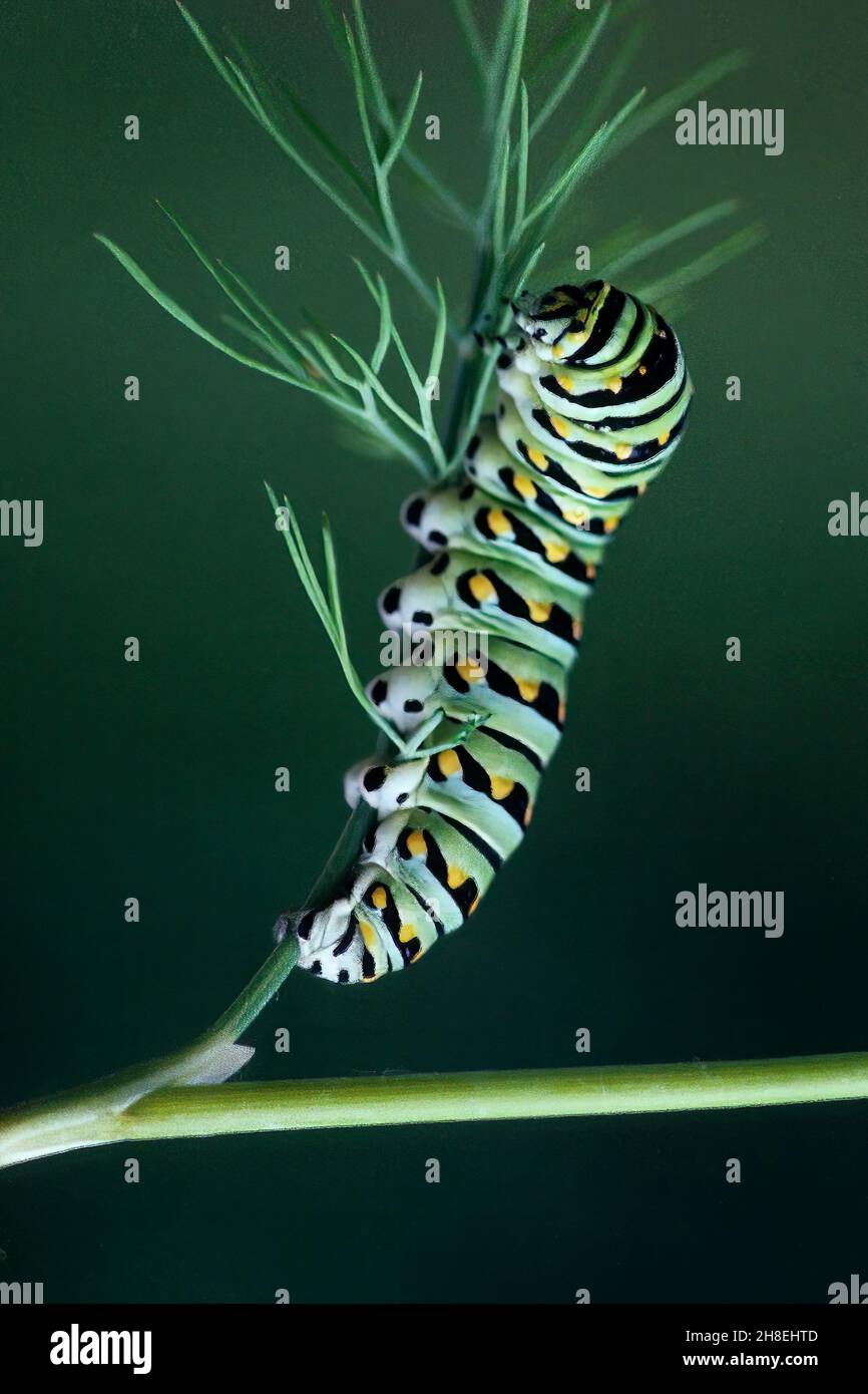 black Swallowtail caterpillar sullo stabilimento di produzione di aneto Foto Stock