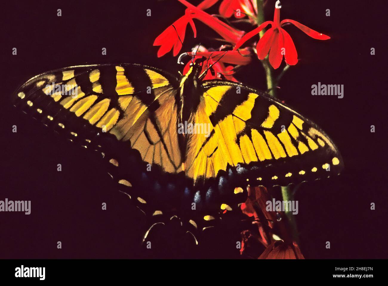 Tigre orientale swallowtail nectaring sui fiori cardinali Foto Stock