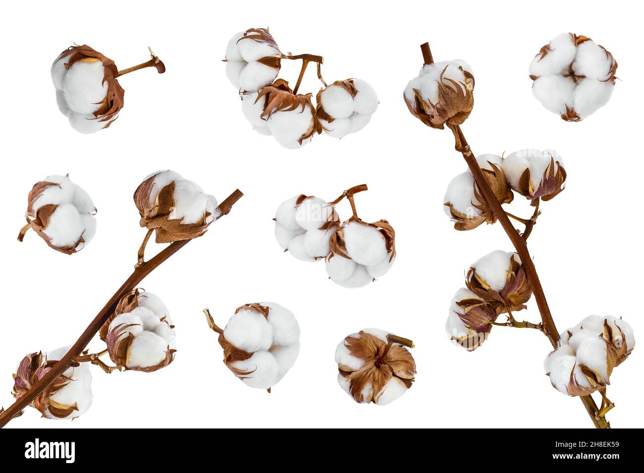 Fiore di piante di cotone isolato su sfondo bianco con profondità di campo piena, collezione Setor Foto Stock