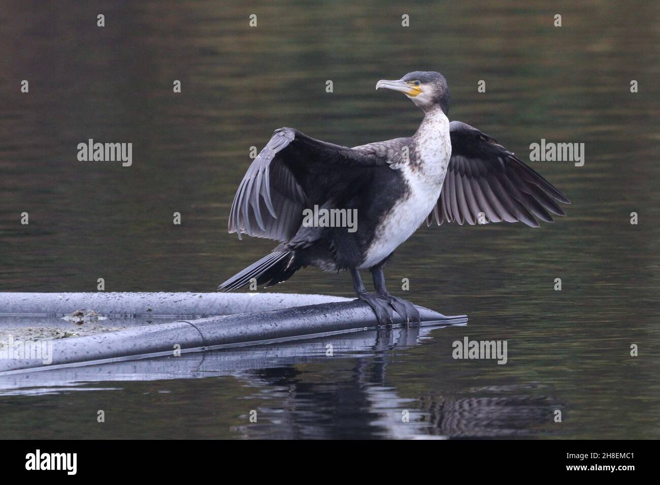Cormorant a Rhodes Lodges, Middleton Foto Stock