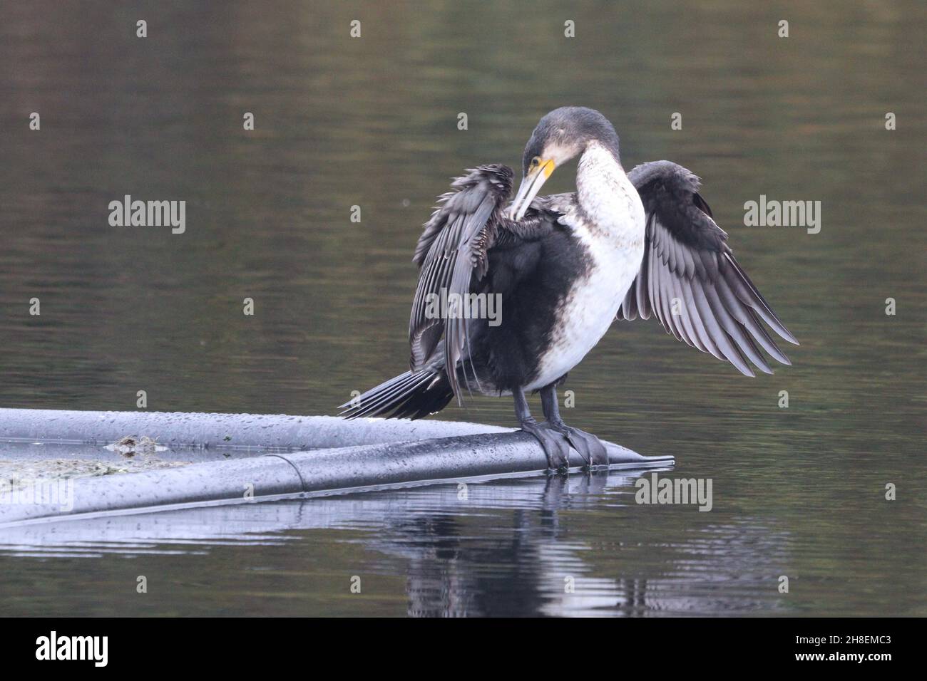 Cormorant a Rhodes Lodges, Middleton Foto Stock