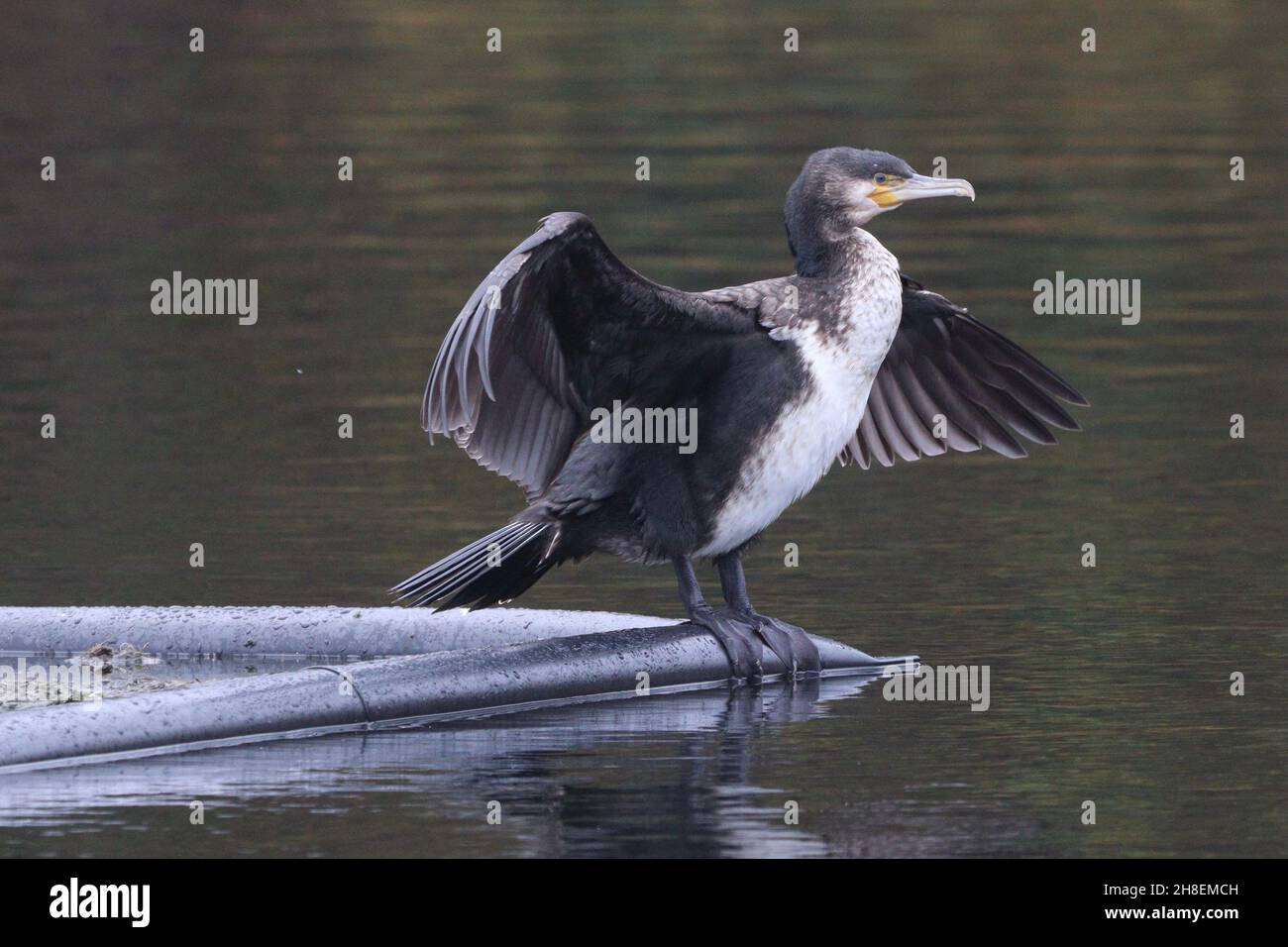 Cormorant a Rhodes Lodges, Middleton Foto Stock