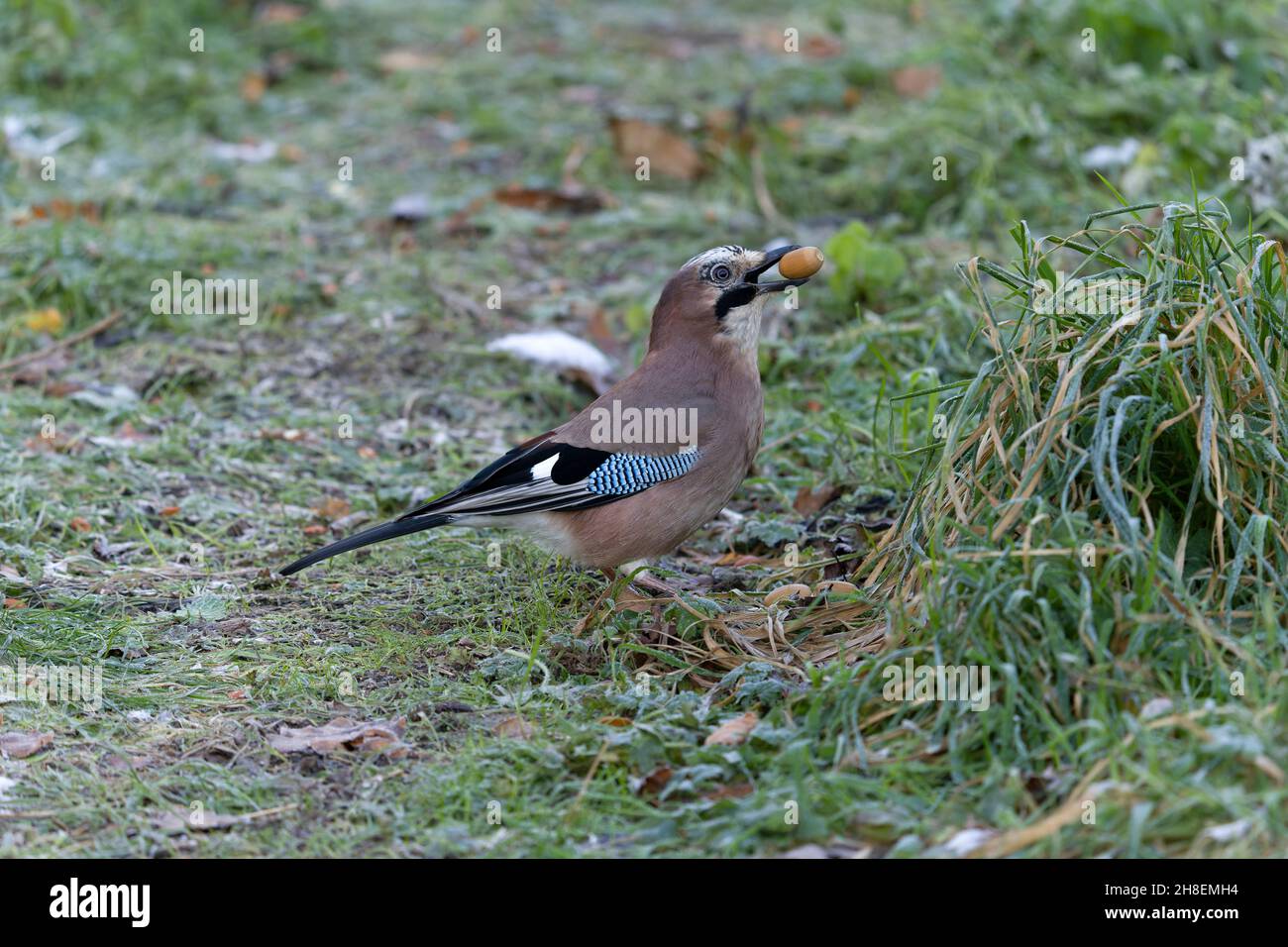 Jay, Garrulus glandarius.Single uccello su erba, Warwickshire, novembre 20211 Foto Stock