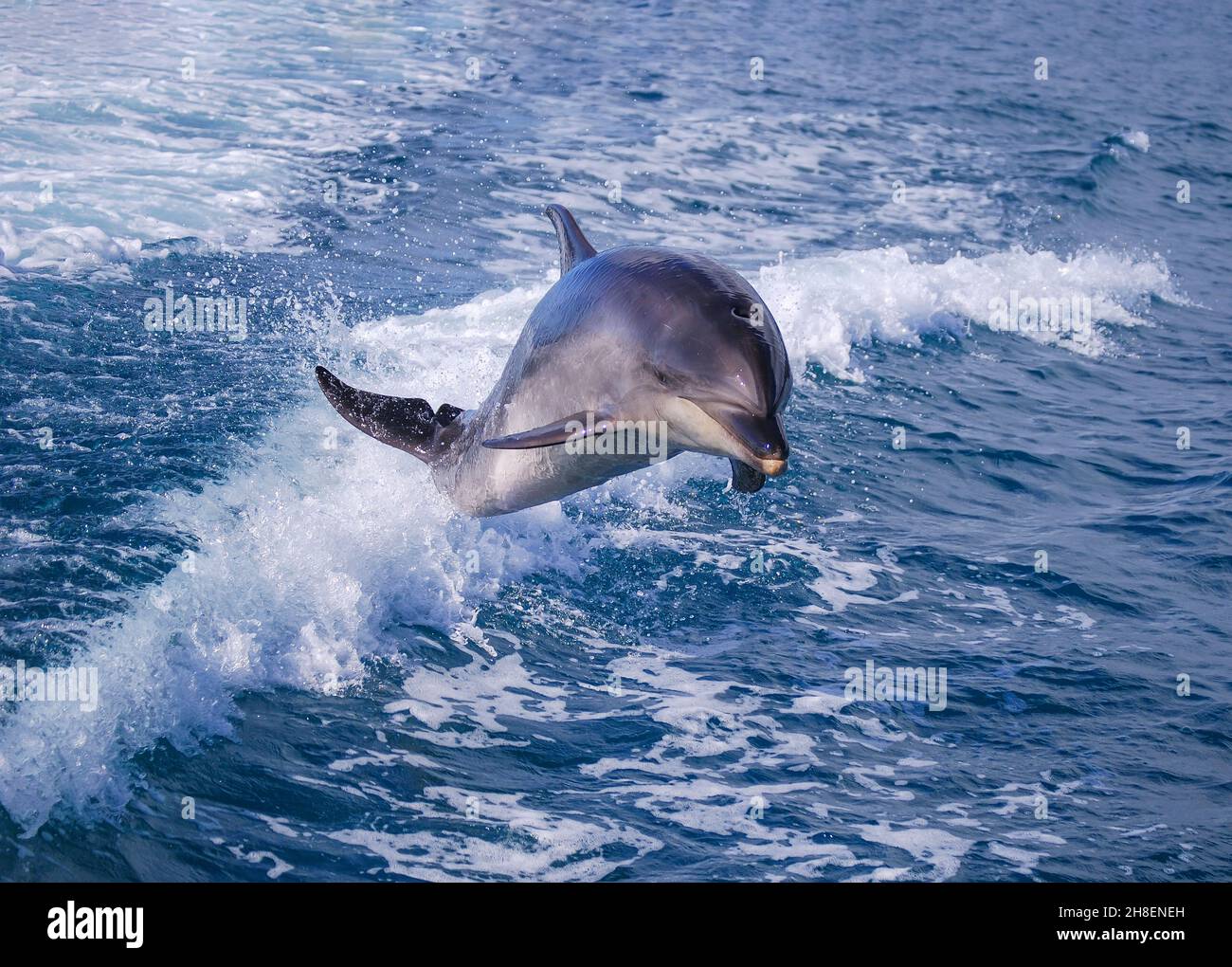 Dolphin jumping in barca scia, il Parco Nazionale Abel Tasman, Tasman District, Isola del Sud, Nuova Zelanda Foto Stock