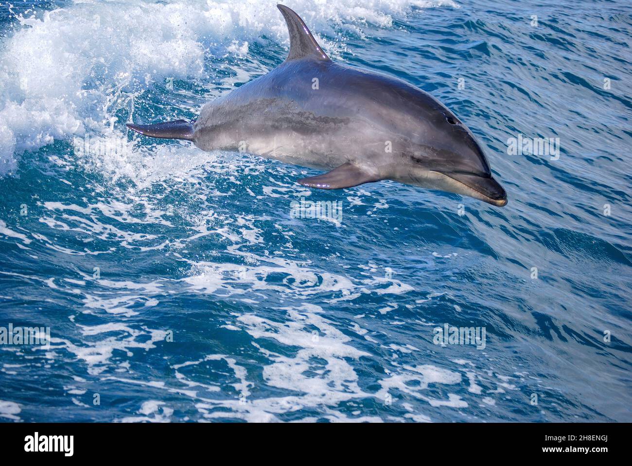 Dolphin jumping in barca scia, il Parco Nazionale Abel Tasman, Tasmania, Isola del Sud, Nuova Zelanda Foto Stock
