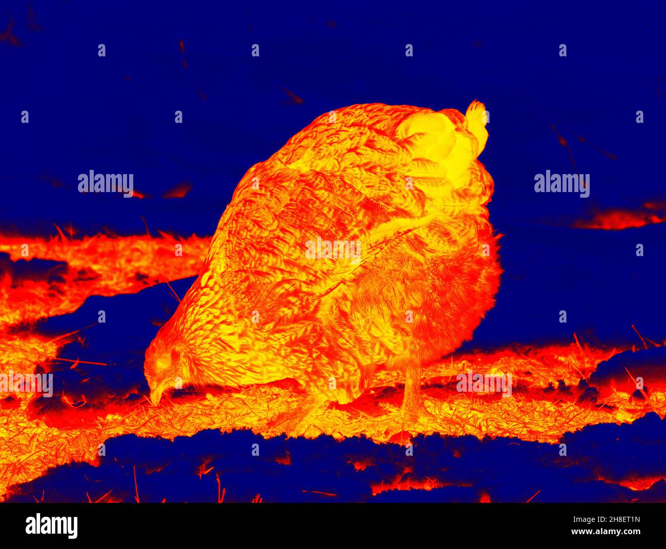 Gallina nel cortile del pollame, scansione della temperatura corporea dell'animale con una termocamera Foto Stock