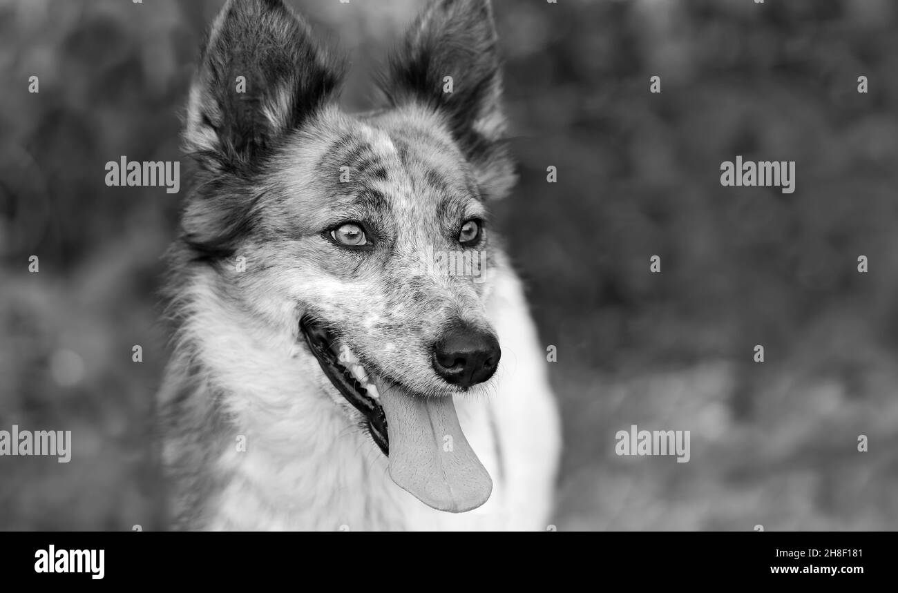 Un Happy Dog è all'aperto e si entusiasma con la sua lingua in un'immagine in bianco e nero Foto Stock