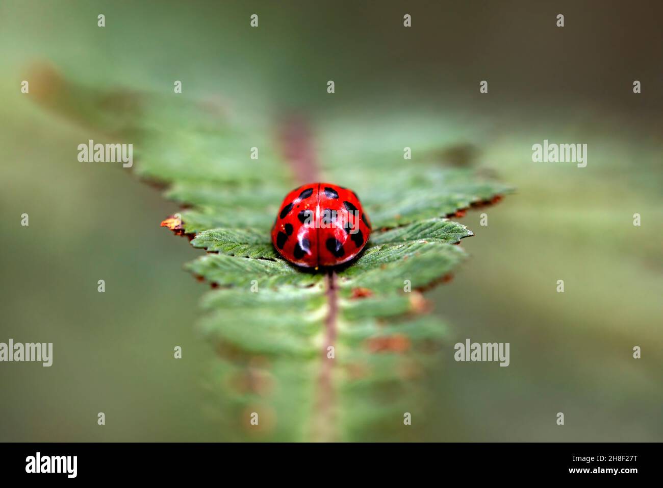 Lady bug o scarabeo (Coccinellidae) - (profondità di campo estrema poco profonda) - North Carolina Arboretum, Asheville, North Carolina, USA Foto Stock