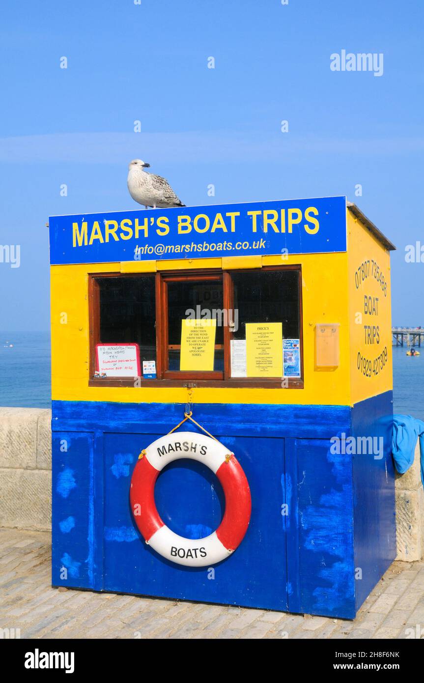 Un gabbiano (gabbiano di aringa) arroccato sopra il chiosco piccolo dei biglietti di legno delle gite in barca di Marsh, Quay di pietra, Swanage, Dorset, Inghilterra, REGNO UNITO Foto Stock