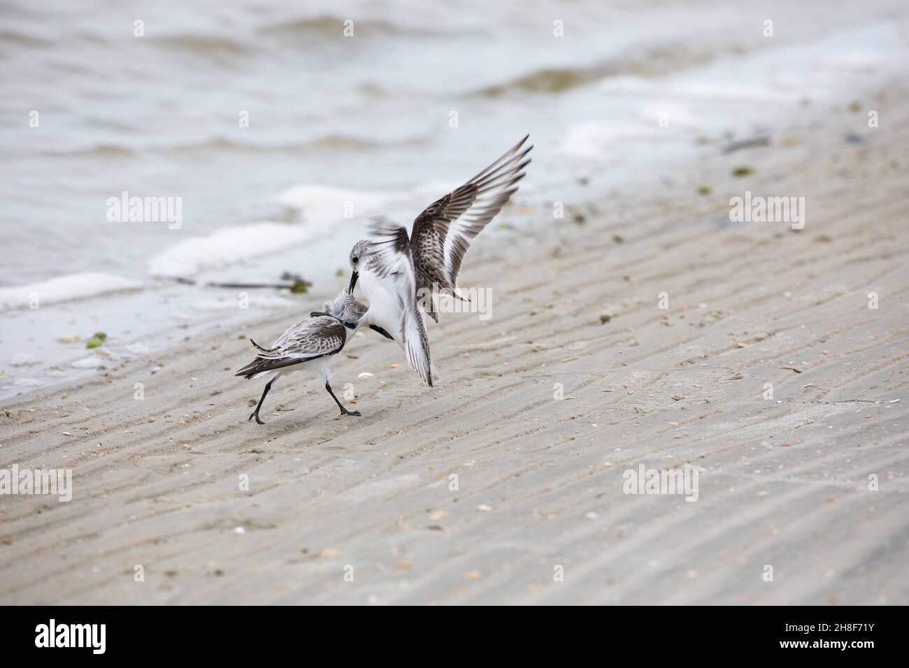 Due sanderling che combattono sulla spiaggia a Fort Matanzas Inlet nel Fort Matanzas Monument. Foto Stock