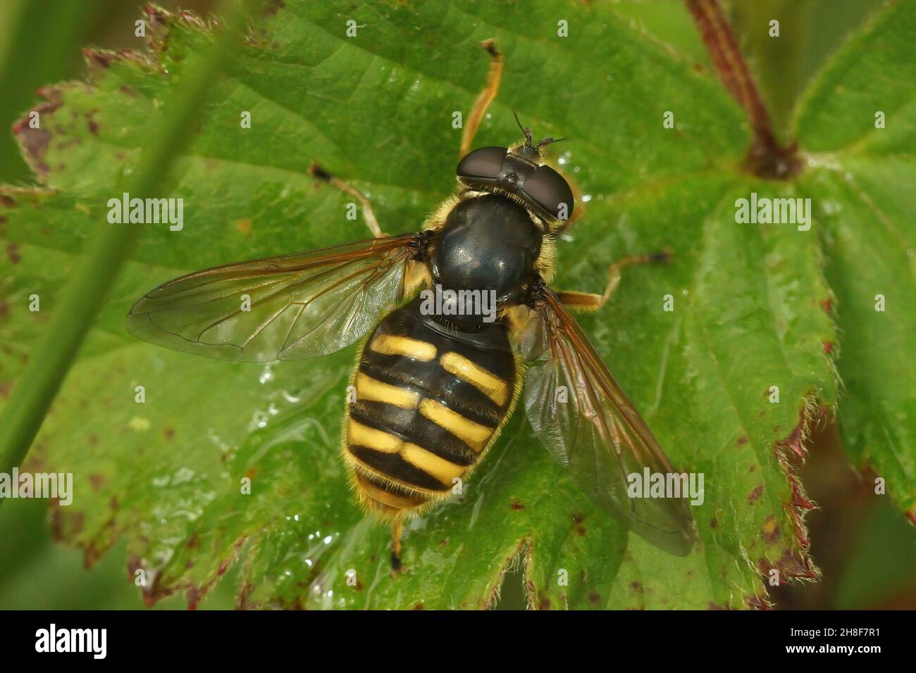 Closeup dorsale su un volo di torello giallo-barred, silentis di Sericomia Foto Stock