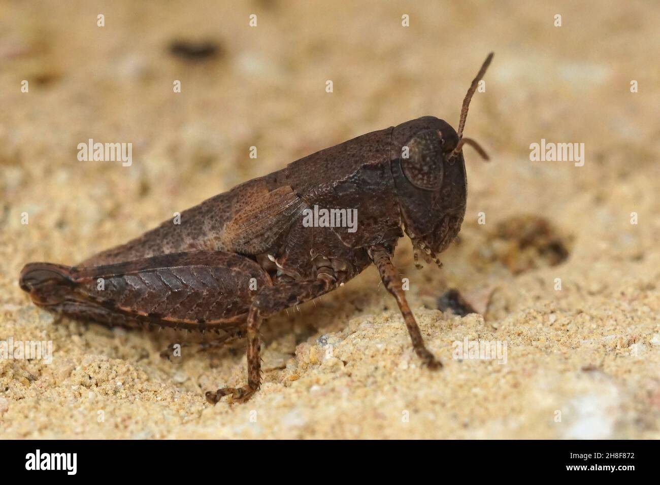 Primo piano sul comune maquis grasshopper, Pezotettix giornae Foto Stock