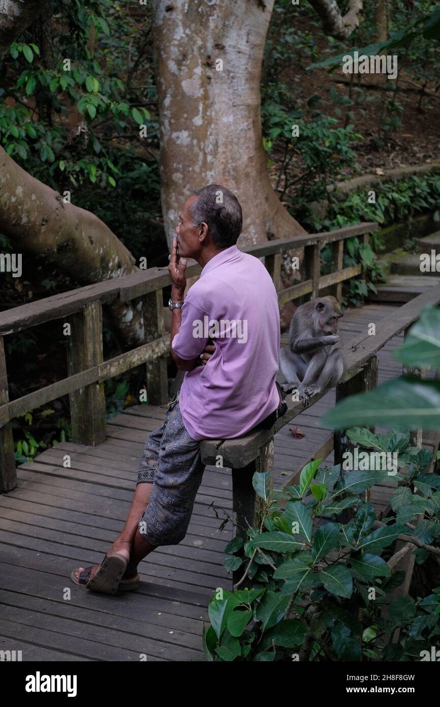 Uomo seduto di nuovo indietro con scimmie selvatiche alla Foresta delle scimmie a Ubud, Bali, Indonesia Foto Stock