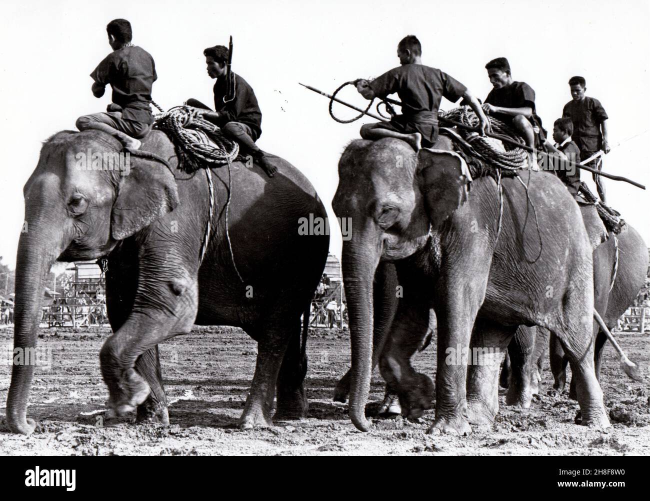 Gli uomini di Suay si preparano ad andare in caccia agli elefanti, Surin Province, Thailand, 1969 Foto Stock