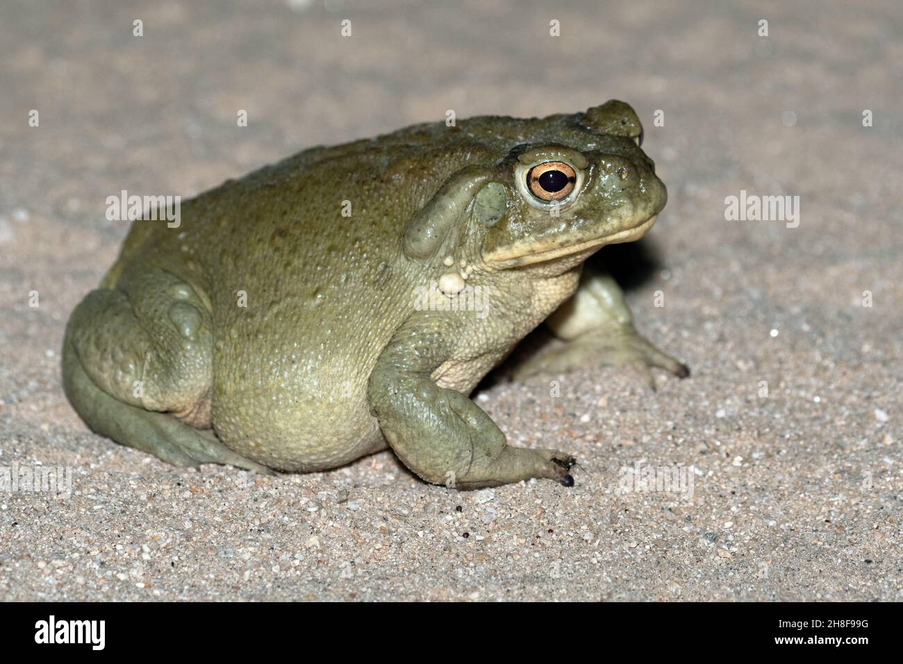 Deserto di sonora (Incilius alvarius) Foto Stock