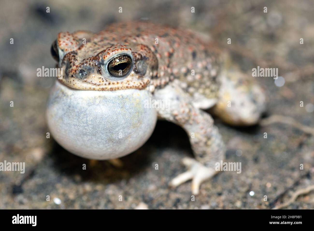 Punta con macchie rosse (Anaxyrus punctatus) Foto Stock