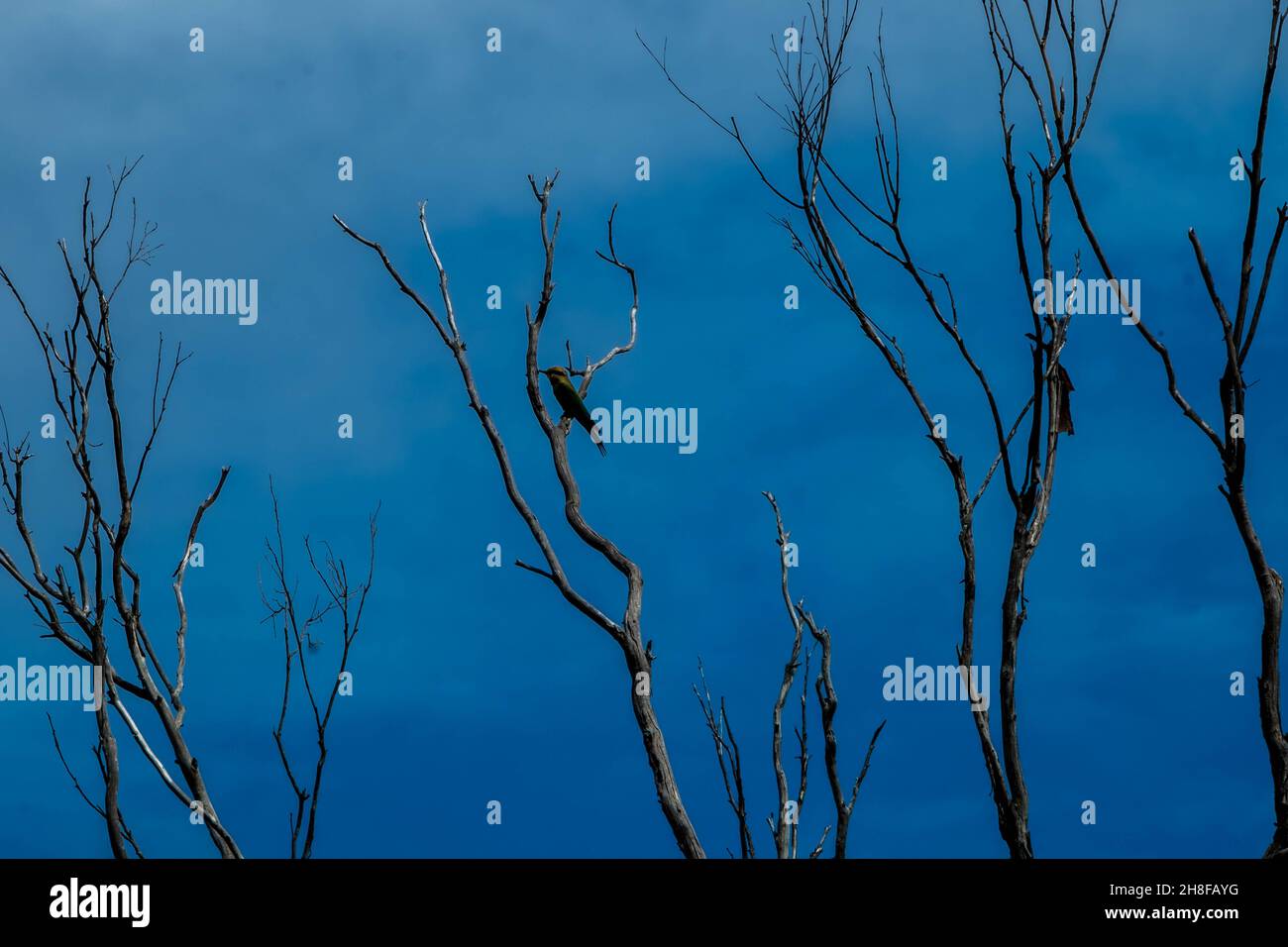 Un tipo non identificato di Kingfisher arroccato in un albero. Foto Stock