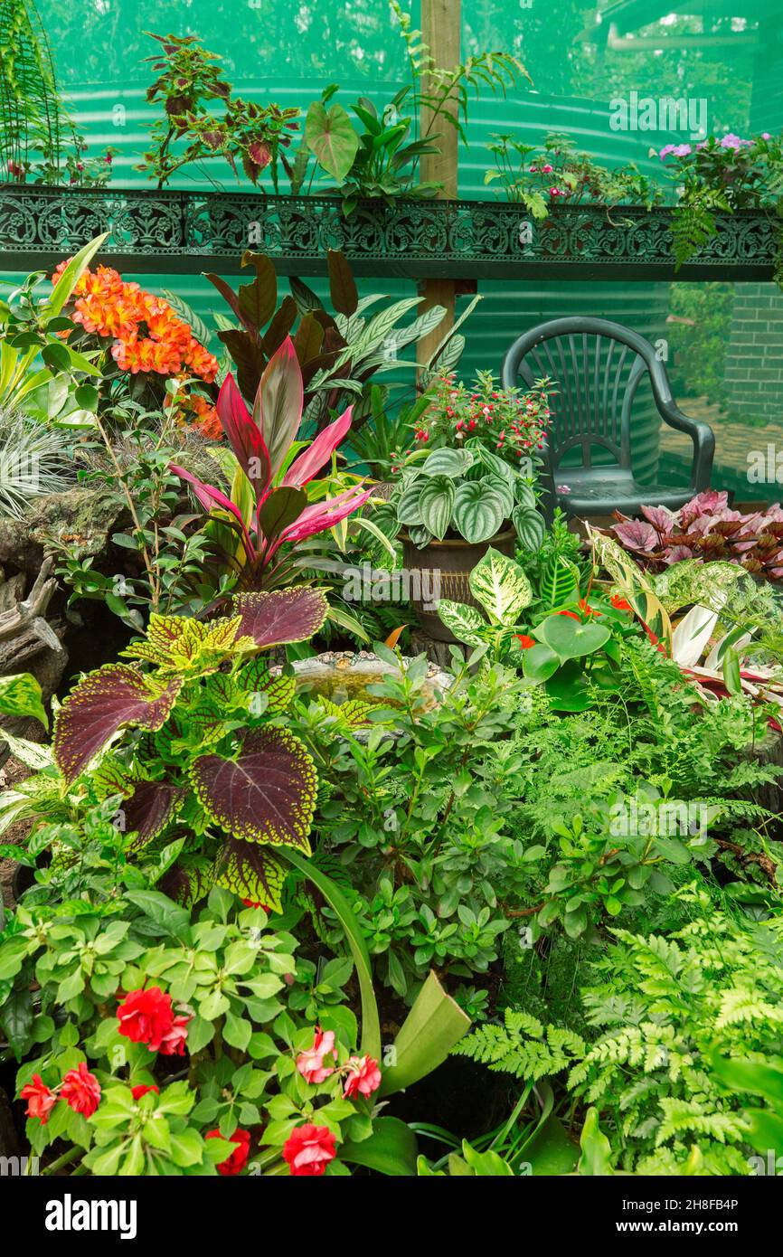 Splendido giardino subtropicale colorato con una massa densa di piante fiorite, felci e arbusti che crescono in contenitori in Australia Foto Stock