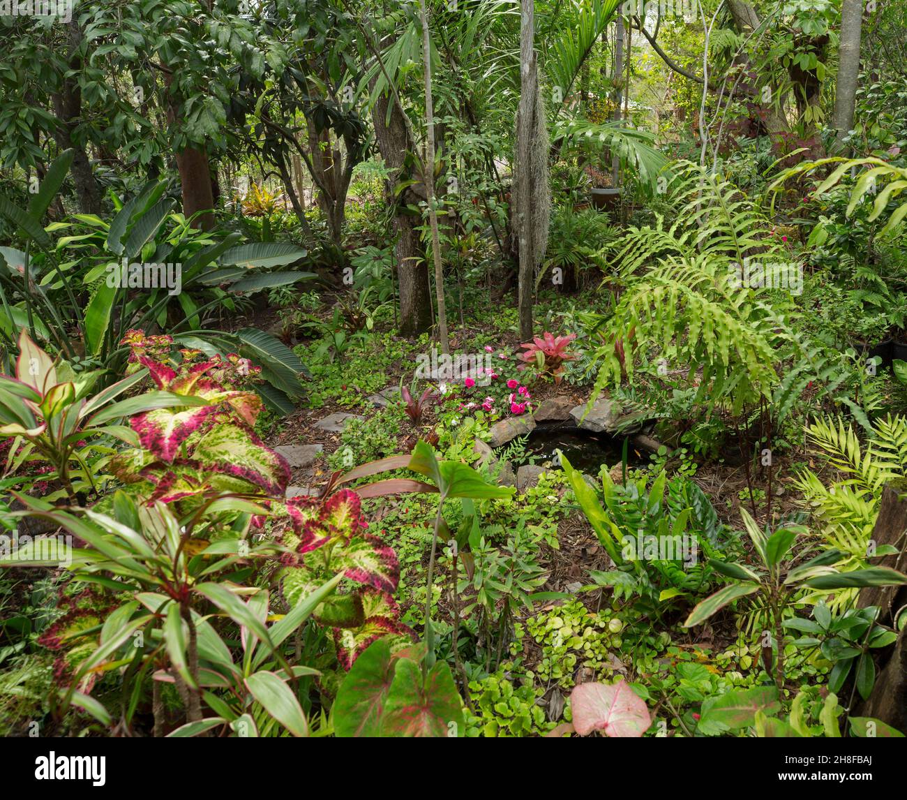 Splendido giardino della foresta pluviale con piccolo laghetto circondato da alti alberi, felci lussureggianti, piante colorate e palme in Australia Foto Stock