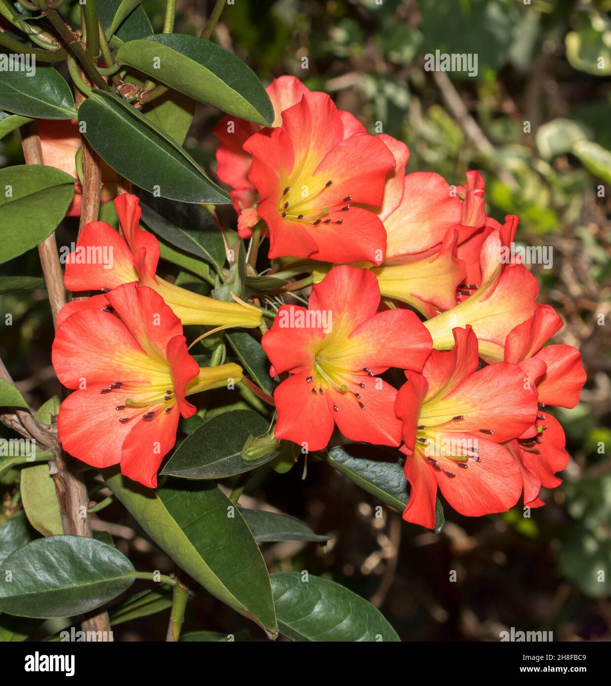 Gruppo di spettacolari fiori profumati di arancio vivido di vireya tropicale Rhododendron 'Blaze di Gloria, arbusto sempreverde, in Australia Foto Stock