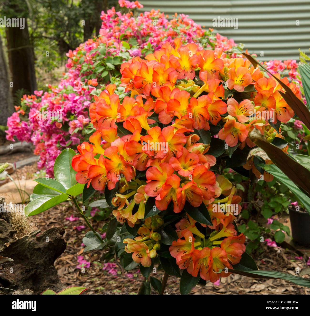 Gruppo di spettacolari fiori profumati di arancio vivido di vireya tropicale Rhododendron 'Blaze di Gloria, arbusto sempreverde, in Australia Foto Stock