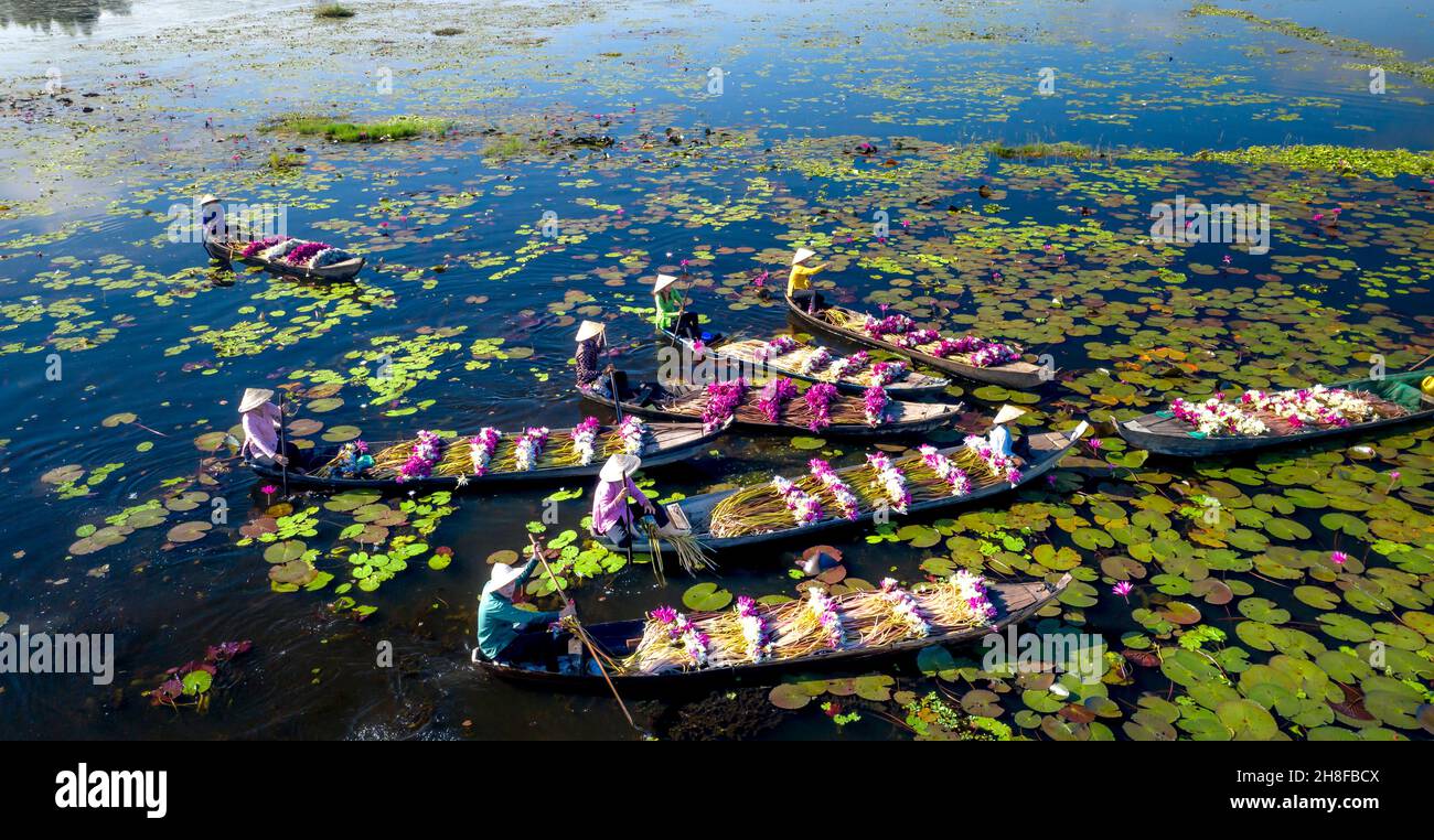 Distretto di MOC Hoa, provincia di Long An, Vietnam - 21 novembre 2021: Le  donne rurali nel distretto di Moc Hoa, provincia di Long An stanno  raccogliendo gigli d'acqua. Acqua Foto stock - Alamy