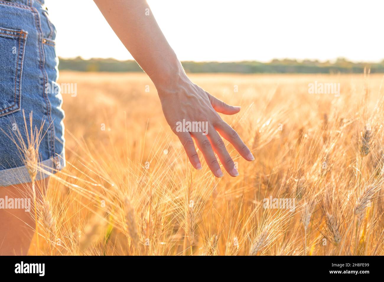 Mano di una donna che tocca il grano maturo in un campo di grano soleggiato. Concetto di prosperità e calore. Foto Stock