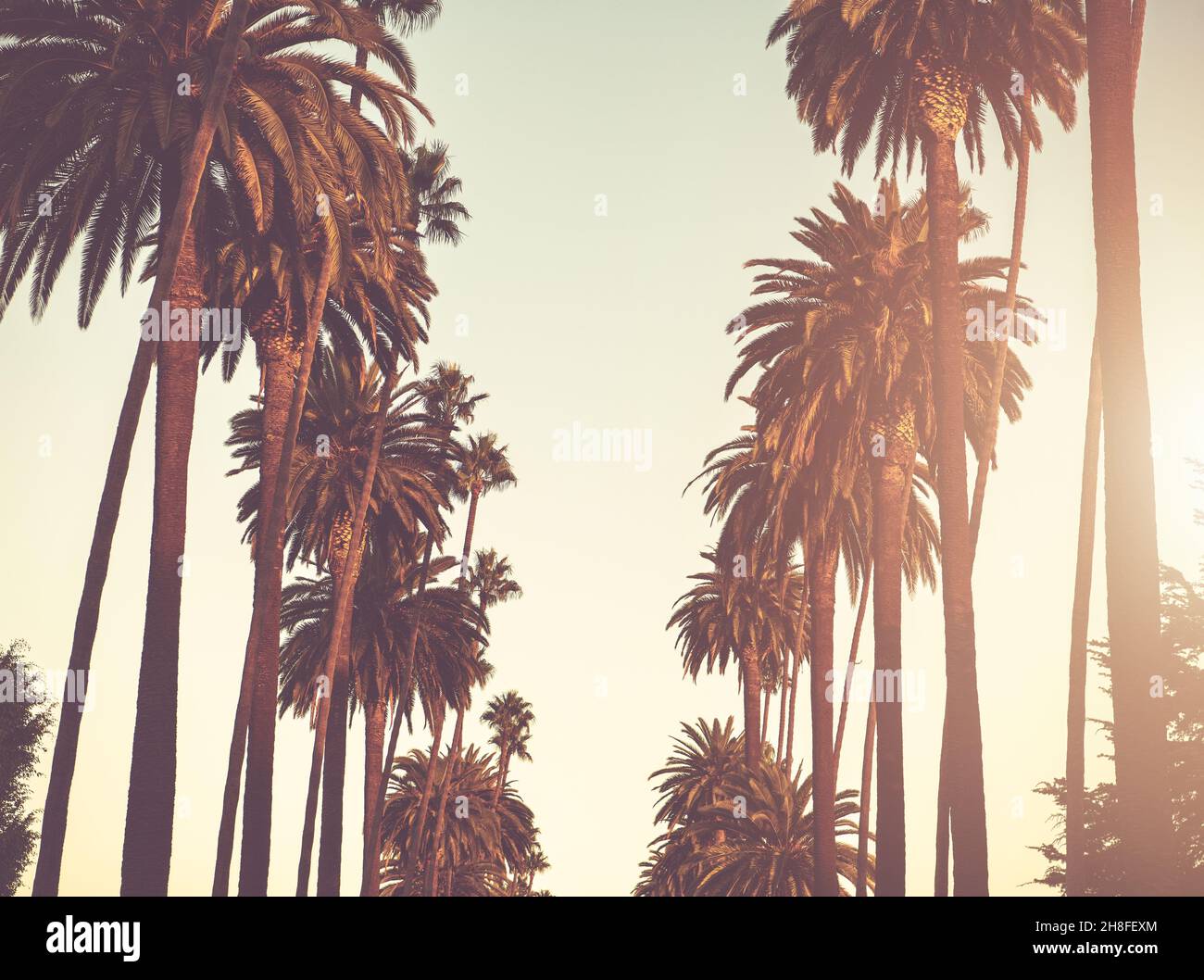 Vicolo delle palme della California del sud lungo una strada durante l'ora d'oro del tramonto. Foto Stock
