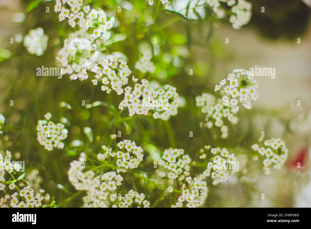 Lobularia maritima panno da neve o Alyssum maritimum panno da neve Foto Stock