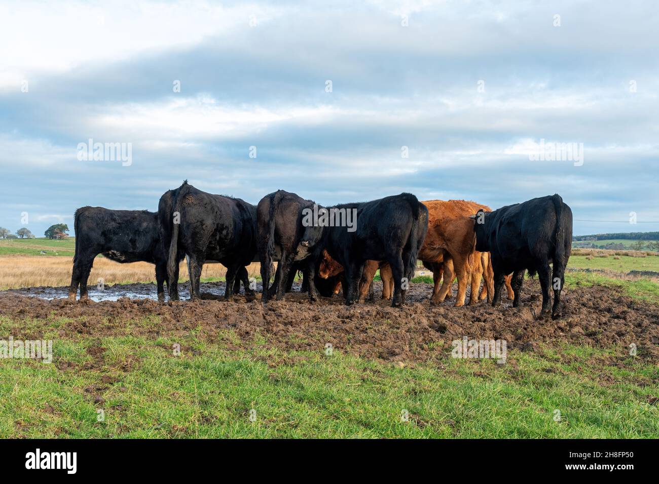 Mucche di bestiame che si nutrono a Mungrisdale nel Lake District National Park, Cumbria, Regno Unito. Vista sulla campagna montana Foto Stock
