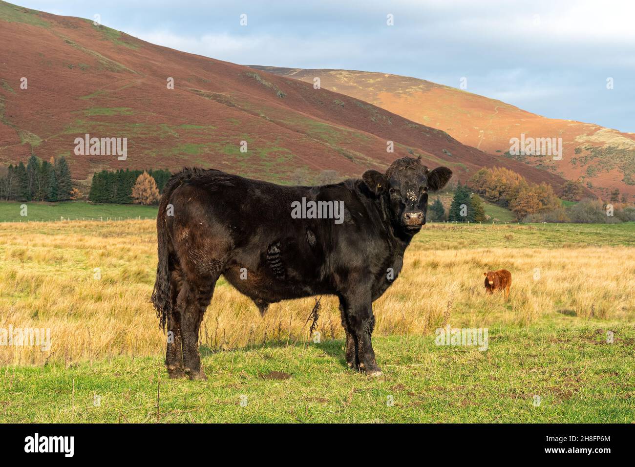 Mucche di bestiame a Mungrisdale nel Lake District National Park, Cumbria, Regno Unito. Vista sulla campagna montana Foto Stock