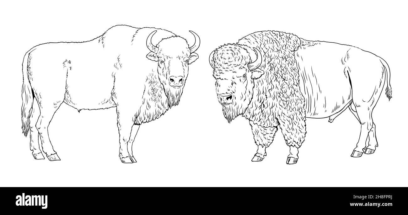 Disegno bisonte europeo ed americano. Modello digitale per colorazione con wisent e bisonte. Foto Stock