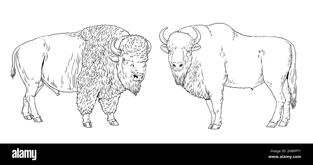 Disegno bisonte europeo ed americano. Modello digitale per colorazione con wisent e bisonte. Foto Stock