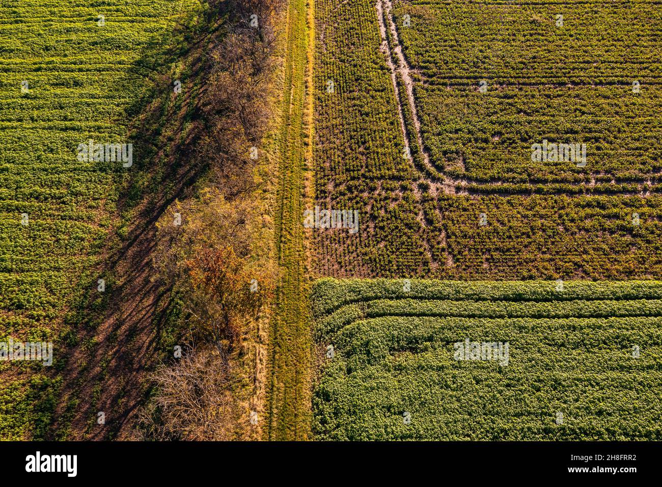 Idilliaca foto drone di una strada sterrata e di cingoli di trattori con vari campi in autunno Foto Stock