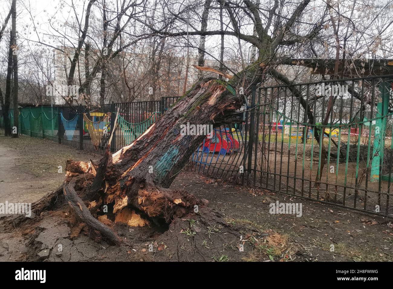 Albero caduto dopo un uragano nel cortile di Mosca. Albero con radici capovolte dal vento giace sulla recinzione curva di un asilo. Foto Stock
