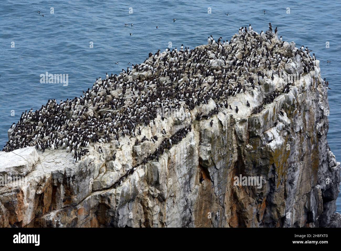 Colonia di Guillemot nidificata su un lasco costiero vicino Stack Rocks Elugug stack Castello martin Uria aalger Pembrokeshire Galles UK Foto Stock